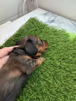 Hershey, a male Miniature Dachshund for sale in Denver, CO – 6 of 6