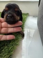 Fern, a female Miniature Dachshund for sale in Denver, CO – 5 of 5