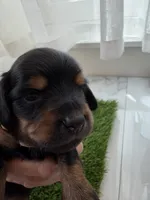 Fern, a female Miniature Dachshund for sale in Denver, CO – 3 of 5
