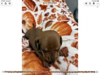 Maple, a female Miniature Dachshund for sale in Denver, CO – 4 of 6