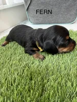 Fern, a female Miniature Dachshund for sale in Denver, CO – 2 of 5