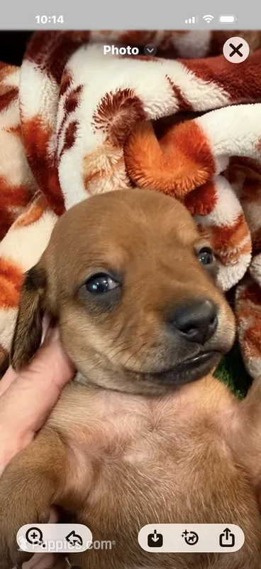 Maple – Miniature Dachshund puppy for sale in Denver, CO