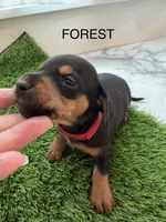 Forest, a male Miniature Dachshund for sale in Denver, CO – 4 of 6