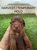 Harvest, a female Miniature Dachshund for sale in Denver, CO – 3 of 5