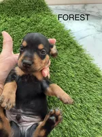Forest, a male Miniature Dachshund for sale in Denver, CO – 2 of 6