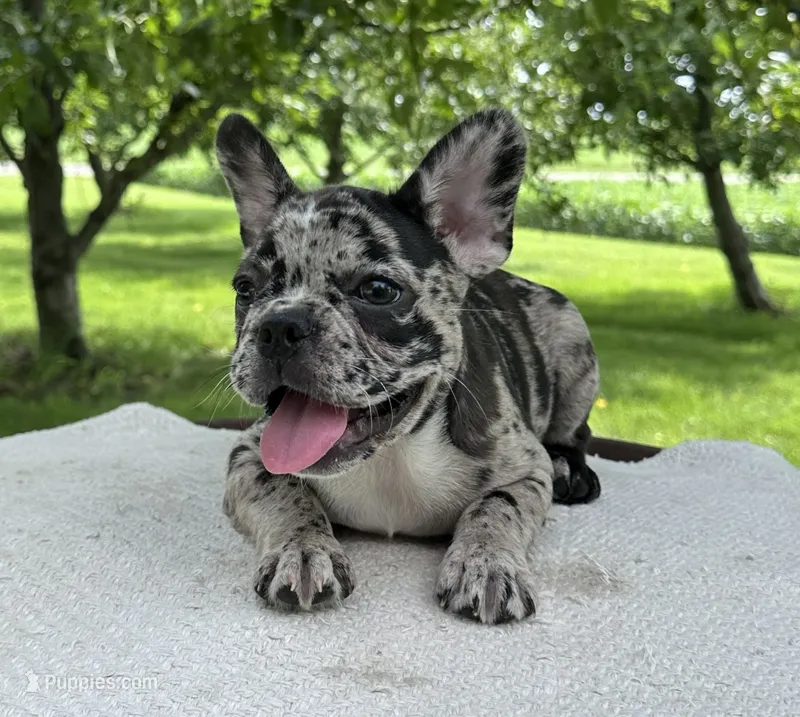 Meadow – Frenchton puppy for sale in Sullivan, IL