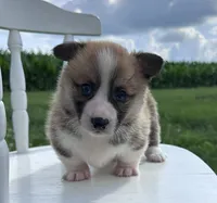 Houston, a male Pembroke Welsh Corgi for sale in Sullivan, IL – 1 of 4