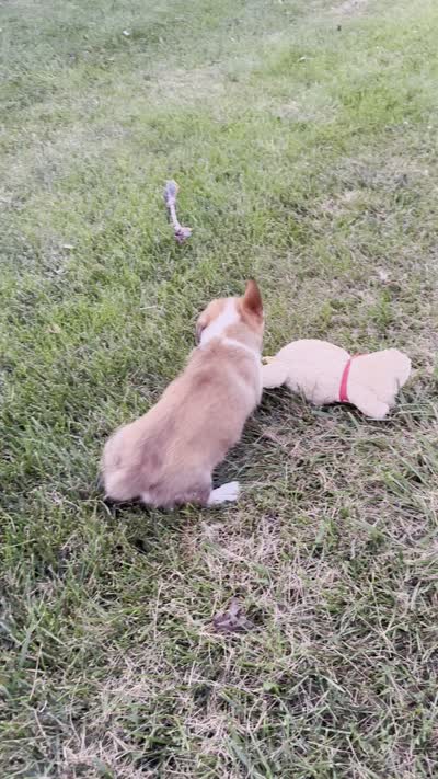 Kya, a female Pembroke Welsh Corgi for sale in Sullivan, IL – 5 of 5