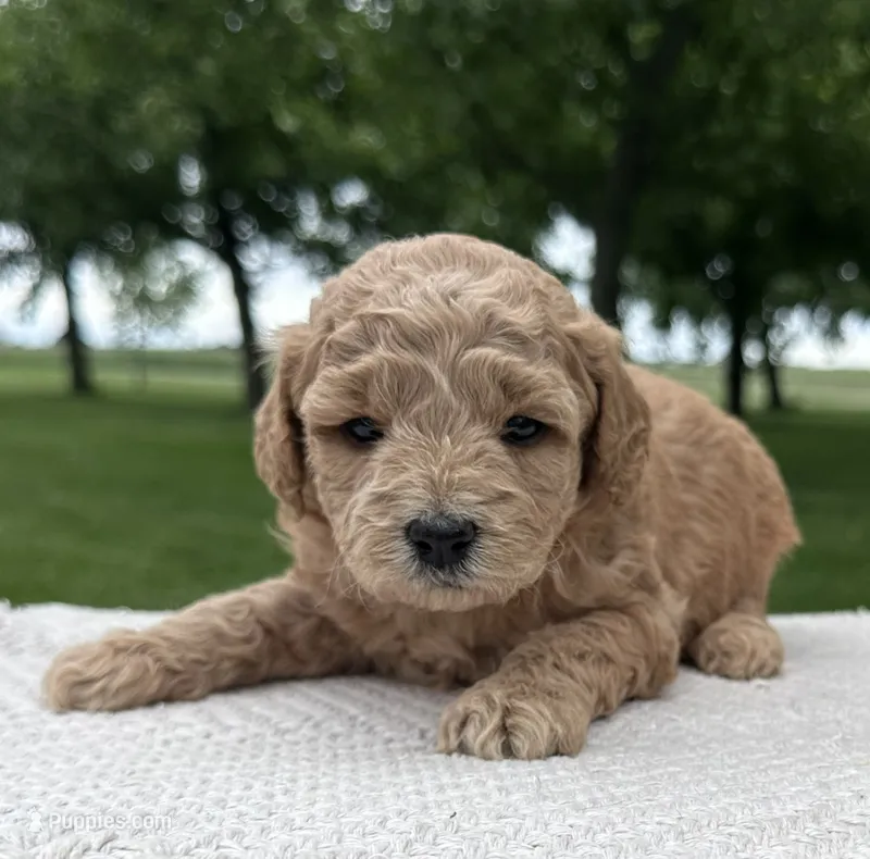 India – Miniature Goldendoodle puppy for sale in Sullivan, IL