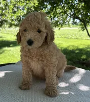 India, a female Miniature Goldendoodle for sale in Sullivan, IL – 3 of 5