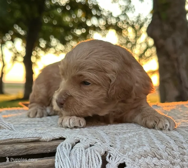 Rosenthal – Miniature Goldendoodle puppy for sale in Sullivan, IL