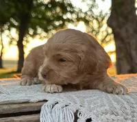 Rosenthal, a male Miniature Goldendoodle for sale in Sullivan, IL – 1 of 1