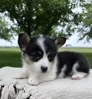 Marina, a female Pembroke Welsh Corgi for sale in Sullivan, IL – 4 of 4