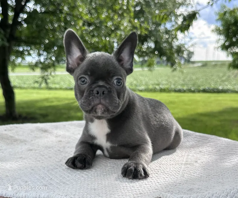 River – Frenchton puppy for sale in Sullivan, IL