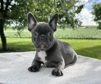 River, a male Frenchton for sale in Sullivan, IL – 1 of 5