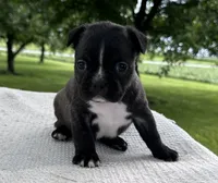 Aniya, a female Frenchton for sale in Sullivan, IL – 3 of 4