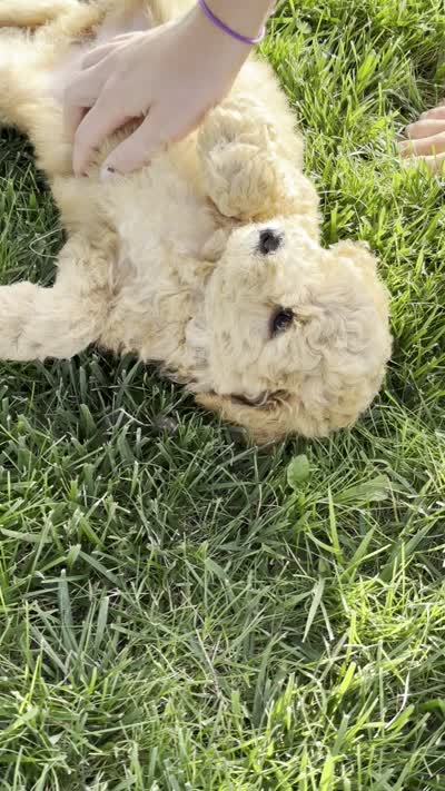 India, a female Miniature Goldendoodle for sale in Sullivan, IL – 5 of 5