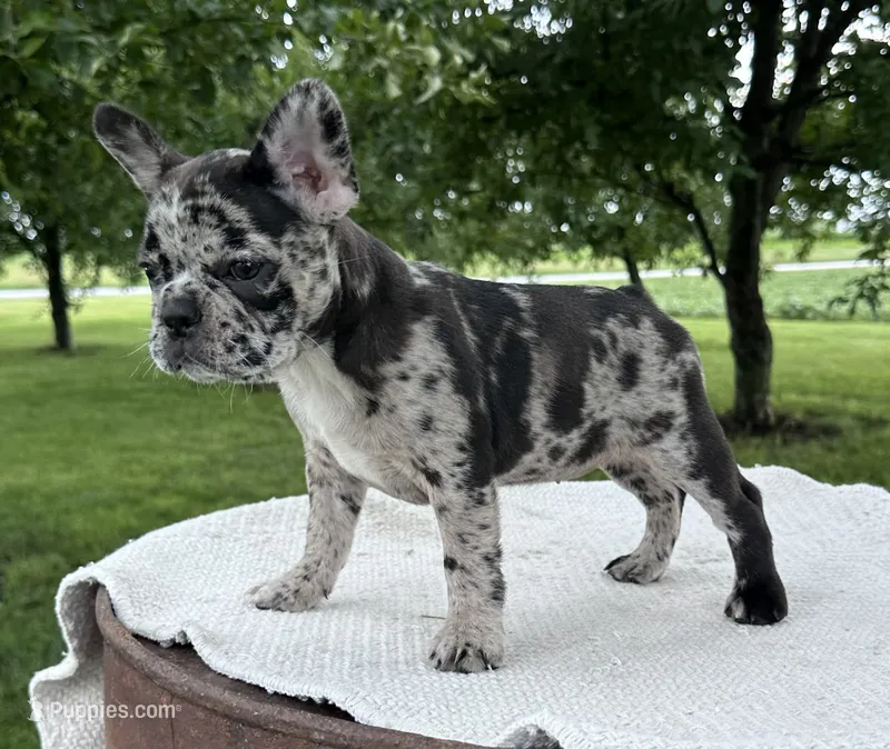 Meadow – Frenchton puppy for sale in Sullivan, IL