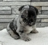 Maxwell, a male French Bulldog for sale in Sullivan, IL – Photo 1 of 3