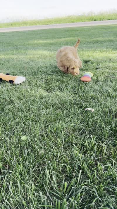 Scottie, a male Miniature Goldendoodle for sale in Sullivan, IL – 5 of 5