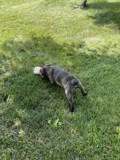 Ian, a male Frenchton for sale in Sullivan, IL – 4 of 4
