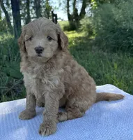 Rosenthal, a male Miniature Goldendoodle for sale in Sullivan, IL – 3 of 4
