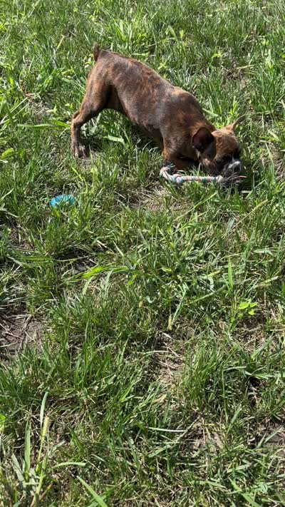 Aniya, a female Frenchton for sale in Sullivan, IL – 6 of 6