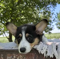 Wyatt, a male Pembroke Welsh Corgi for sale in Sullivan, IL – 3 of 6