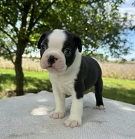 Felix, a male Boston Terrier for sale in Sullivan, IL – 3 of 4