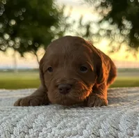 Scottie, a male Miniature Goldendoodle for sale in Sullivan, IL – 1 of 1