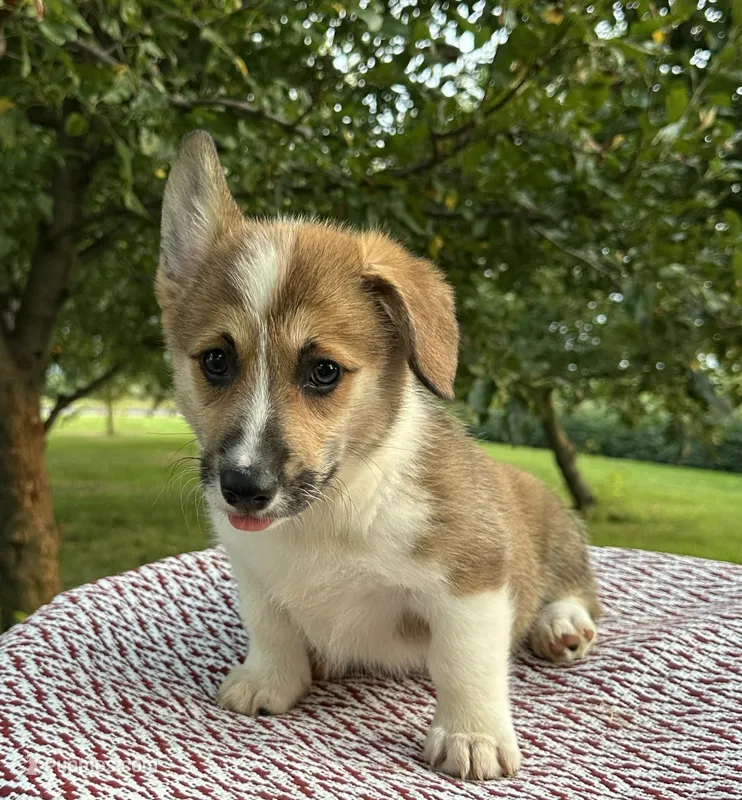 Kya – Pembroke Welsh Corgi puppy for sale in Sullivan, IL