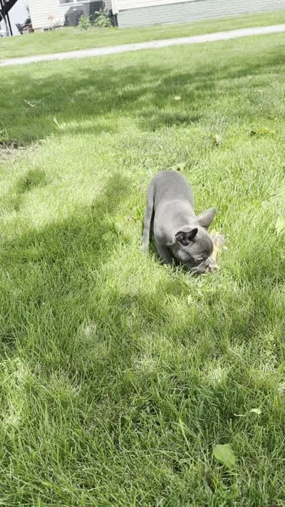River, a male Frenchton for sale in Sullivan, IL – 5 of 5