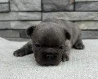 Arabella, a female Frenchton for sale in Sullivan, IL – Photo 1 of 3