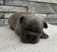 Arabella, a female Frenchton for sale in Sullivan, IL – Photo 3 of 3