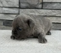 Arabella, a female Frenchton for sale in Sullivan, IL – Photo 2 of 3
