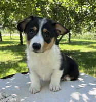 August, a male Pembroke Welsh Corgi for sale in Sullivan, IL – 2 of 5