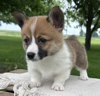 June, a female Pembroke Welsh Corgi for sale in Sullivan, IL – 2 of 2