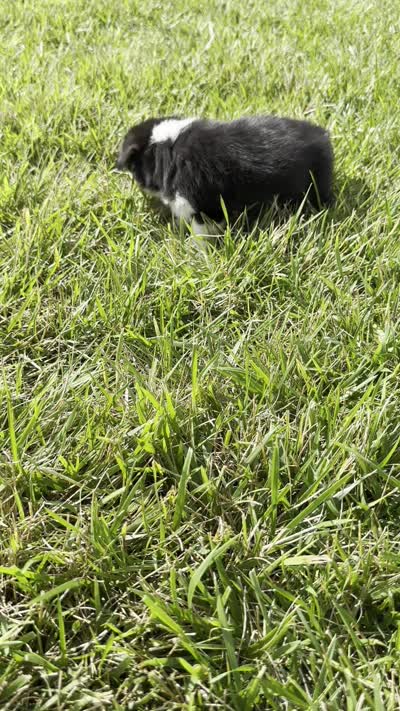 Wyatt, a male Pembroke Welsh Corgi for sale in Sullivan, IL – 3 of 3