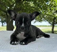 Kenzie, a female Frenchton for sale in Sullivan, IL – 3 of 6