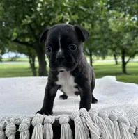 Aniya, a female Frenchton for sale in Sullivan, IL – 2 of 4