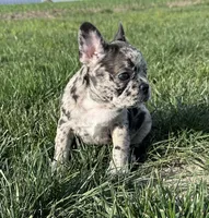 Meadow, a female Frenchton for sale in Sullivan, IL – 5 of 6