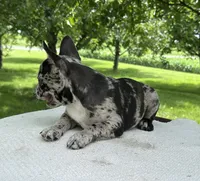 Meadow, a female Frenchton for sale in Sullivan, IL – 2 of 5