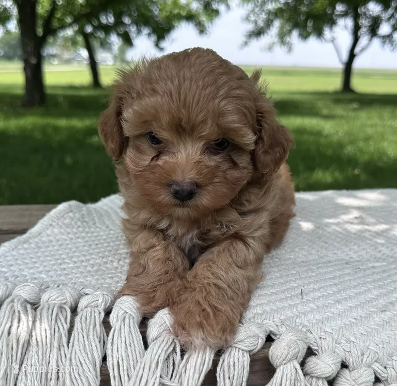 Brooks – Maltipoo puppy for sale in Sullivan, IL