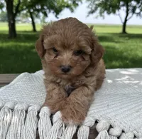Brooks, a female Maltipoo for sale in Sullivan, IL – 1 of 3