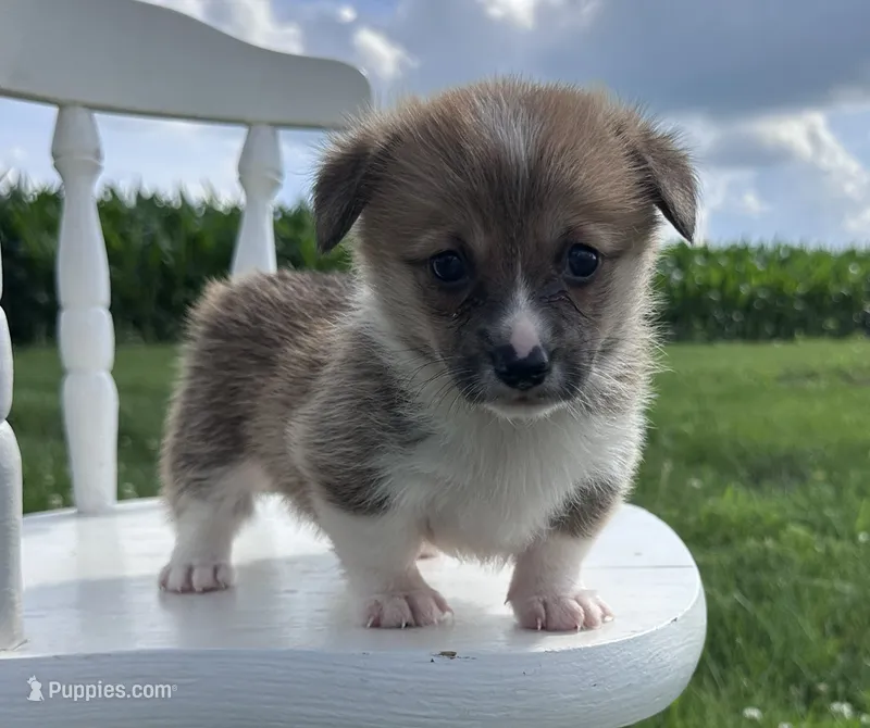 Ali – Pembroke Welsh Corgi puppy for sale in Sullivan, IL
