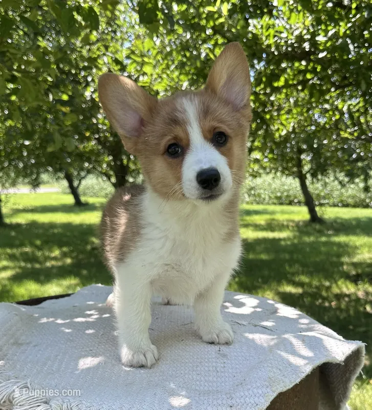 Cinnamon – Pembroke Welsh Corgi puppy for sale in Sullivan, IL