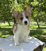 Cinnamon, a female Pembroke Welsh Corgi for sale in Sullivan, IL – 1 of 4