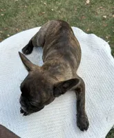 Kayda, a female Frenchton for sale in Sullivan, IL – 2 of 5