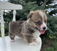 West, a male Pembroke Welsh Corgi for sale in Sullivan, IL – 2 of 5