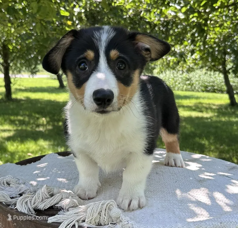 August – Pembroke Welsh Corgi puppy for sale in Sullivan, IL